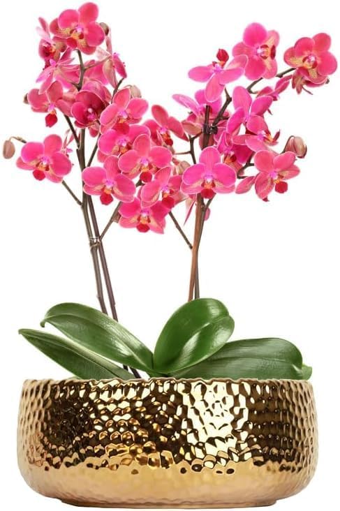 Macetas para orquídeas Phalaenopsis FANFANJIA de 25 cm con orificios de drenaje. Maceta decorativa martillada para el hogar, la oficina, bodas y decoración de fiestas.