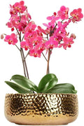 Macetas para orquídeas Phalaenopsis FANFANJIA de 25 cm con orificios de drenaje. Maceta decorativa martillada para el hogar, la oficina, bodas y decoración de fiestas.