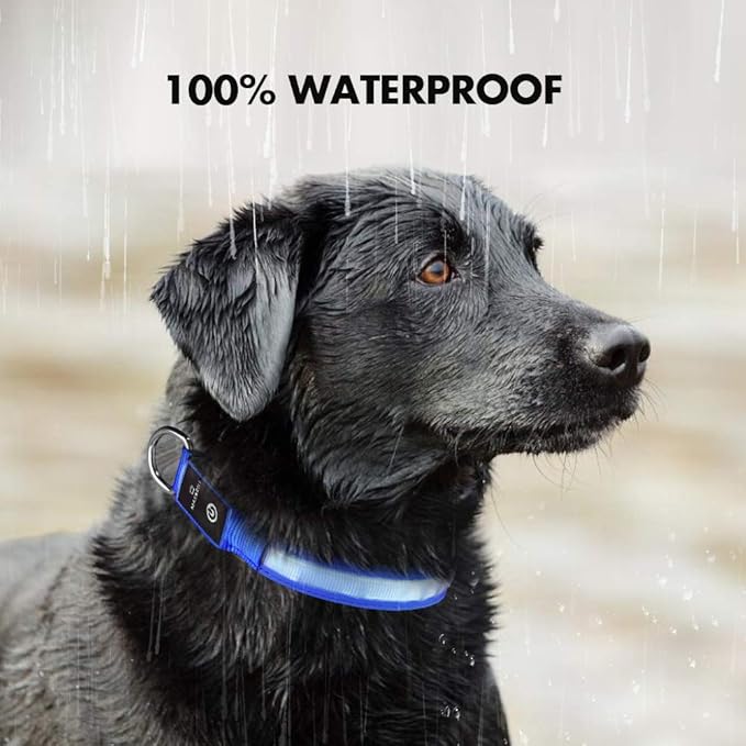 Collar luminoso para perros MASBRILL, luces LED para la oscuridad, recargable e impermeable, con 3 modos de iluminación, ajustable para perros pequeños, medianos y grandes (azul M).