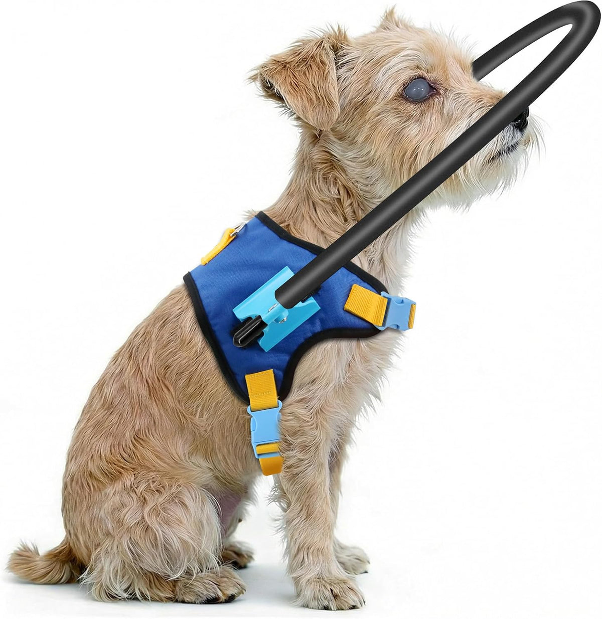 Halo Protector LetPetRun para Perros Ciegos | Arnes de Anillo Ajustable para Perros con Discapacidad Visual | Ayuda de Navegacion Segura | Talla S para 21-27 pulgadas
