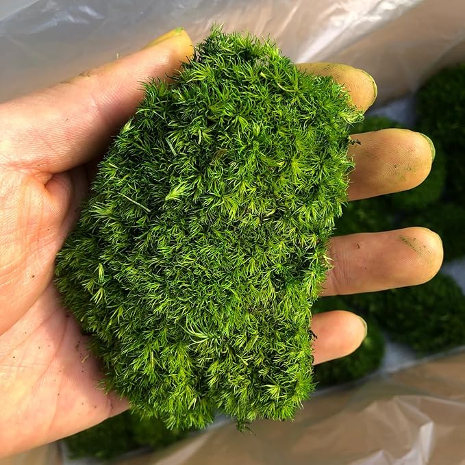 Musgo Preservado Prefleur 1.5 ft² – Decoración Natural para Terrarios, Jardines y Arte Floral