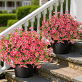 Juego de 2 árboles artificiales de campanilla y eucalipto con forma de topiario: plantas en maceta de flores de seda sintética, arbustos de campanilla artificiales resistentes a los rayos UV para exteriores, ideales para la puerta principal (rojo rosado)