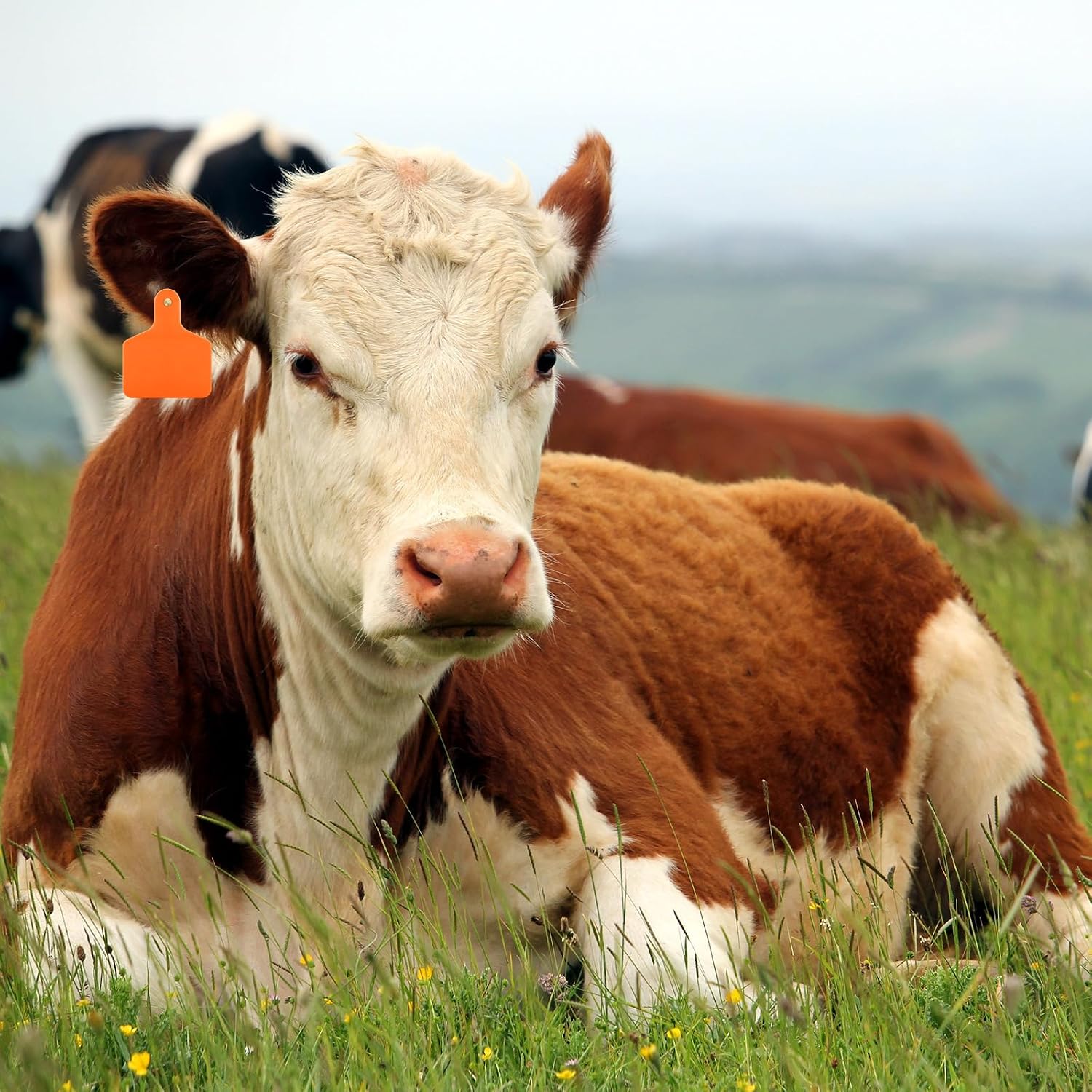 Lothee 100 Piezas Etiquetas de Oreja de Ganado en Blanco Grandes de Plástico, Identificación de Animales de Precisión, Etiquetas de Oreja de Ganado en Blanco para Ganado, Vaca, Caballo, Perro, Cerdo
