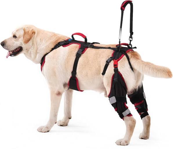 rodillera ortopédica y arnés de asistencia para perros de la marca Lafoty (Modelo 566)