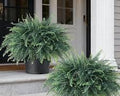 par de plantas o arbustos de helechos Boston artificiales en macetas plásticas (Artificial Potted Ferns)