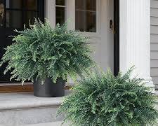 par de plantas o arbustos de helechos Boston artificiales en macetas plásticas (Artificial Potted Ferns)